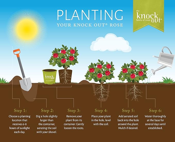 1 Gallon The Pink Double Knock Out® Rose Shrub
