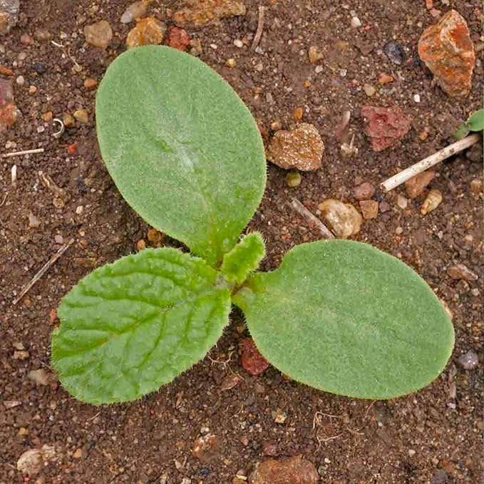 Seed Needs, Blue Borage Herb Seeds for Planting (Borago officinalis) Heirloom, Non-GMO & Untreated, Edible Flowers (1 Pack)