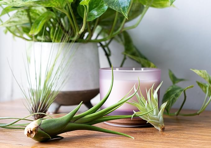 Tillandsia Air Plants Live Indoor Plants (50 Pack), Air Plants Bulk Party Favors or Wedding Favors Live Plants, Air Plant Lover Gifts, DIY Terrarium Kit, Air Succulents Plants Live by Plants for Pets