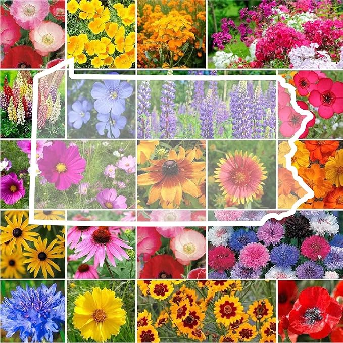 Eden Brothers Pennsylvania Wildflower Mixed Seeds for Planting, 1 oz, 30,000+ Seeds with Coreopsis, Lupine | Attracts Pollinators, Plant in Spring or Fall, Zones