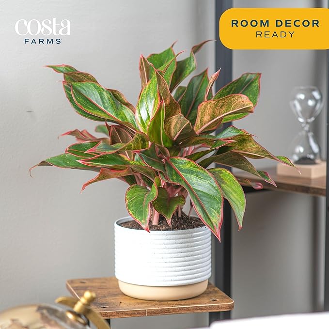 Costa Farms Chinese Evergreen, Red, Easy to Grow Live Indoor Plant Aglaonema, Houseplant Potted in Indoors Garden Plant Pot, Potting Soil Mix, Gift for New Home, Office, or Home Décor, 1-2 Feet Tall