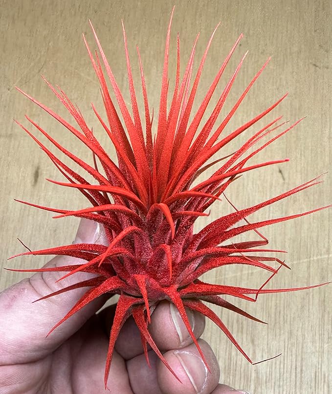 Live Extra Large Tillandsia Ionantha Guatemala Colorful Air Plant 3+ inch Enhanced Color Easy Care Indoor Outdoor Home Decor Gift Airplant by Awesome Industries (Sunset XL)