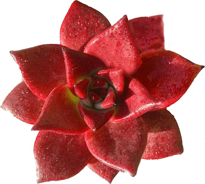 FWPP Live Succulents Plants Echeveria Agavoides v Romeo Rubin 3 inches,Rare red Succulents Bare Root Without Pot Soil, Live Plants Indoor Office Decoration Wedding and Gift