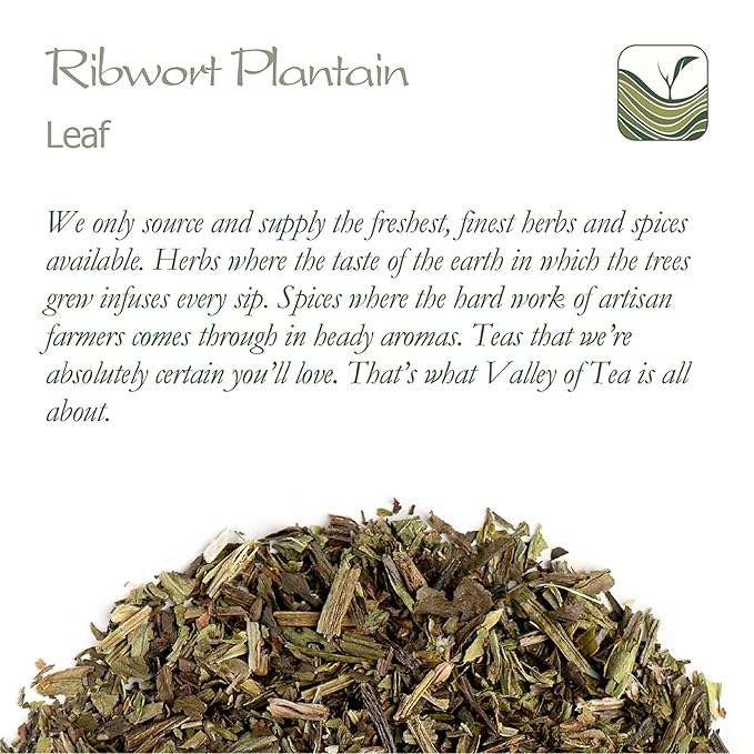 Plantain Leaf Tea Organic Herb