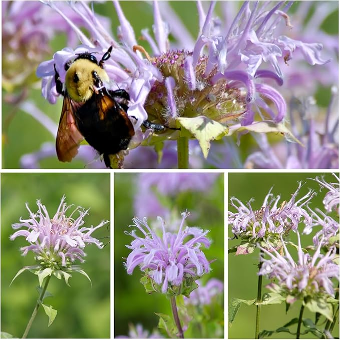 Seed Needs, Wild Bergamot Bee Balm Seeds - 400 Heirloom Seeds for Planting Monarda fistulosa - Attracts Honeybees, Bumblebees, Butterflies & Other Pollinators (1 Pack)