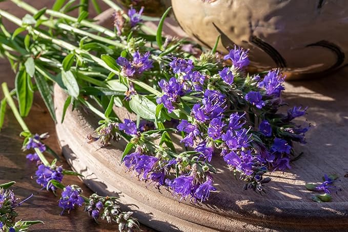 TKE Farms & Gardens - Hyssop Seeds for Planting, 500+ Non-GMO Heirloom Herb Seeds, Aromatic Medicinal Herb with Minty Flavor, Easy to Grow, Attracts Pollinators, Instructions Included, Qty 1