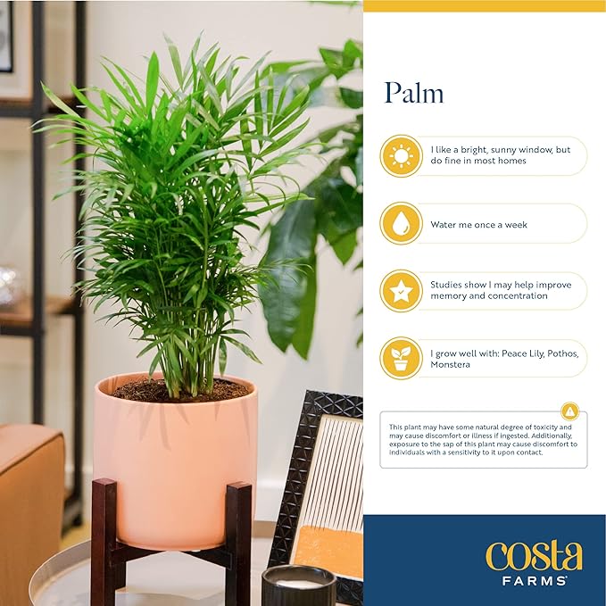 Costa Farms Majesty Palm Live Plant, Live Indoor and Outdoor Palm Tree, Potted in Modern Décor Planter, Tropical Floor Houseplant in Potting Soil, Great Patio, Balcony, Home Decor, 3-4 Feet Tall
