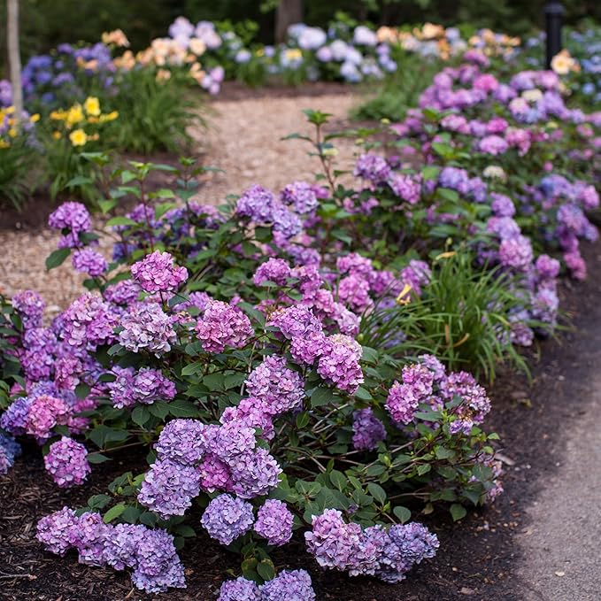 1 Gal. Endless Summer Bloomstruck Hydrangea