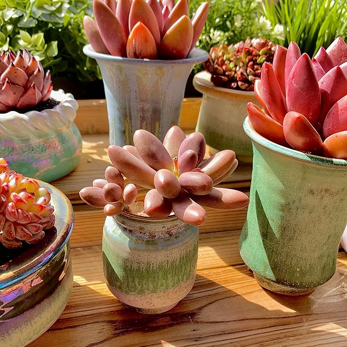 FWPP Live Succulents Plants Pachyveria Sugar Beauty 2 inches,Rare red Succulents Bare Root Without Pot Soil, Live Plants Indoor Office Decoration Wedding and Gift