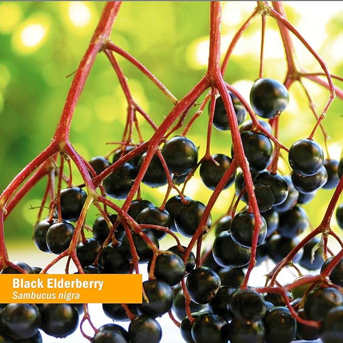 Herb Pharm Certified Organic Black Elderberry 1 Oz 2)