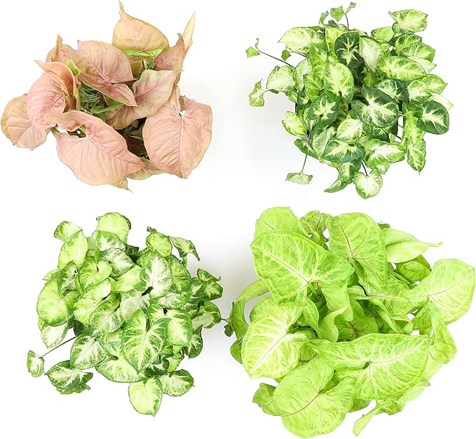 Arrowhead Plant Kit (4 Pack),4 Inch Pots for Plants,Syngonium Plant Live,Plant Gifts for Plant Lovers,Vine Plants Indoor Live,Rooted Live Plants Indoor Plants Live Houseplants by Plants for Pets,Black