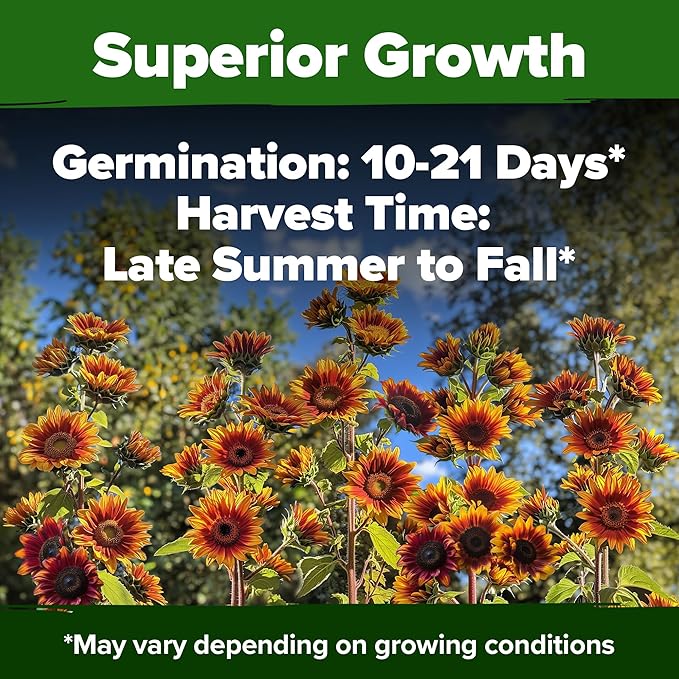 HOME GROWN Autumn Beauty Sunflower Seeds to Plant - 40 Heirloom and Non-GMO Sunflower Seeds for Planting - Blooms for Pollinator Support, and Ornamental Flower Garden (Helianthus annuus)