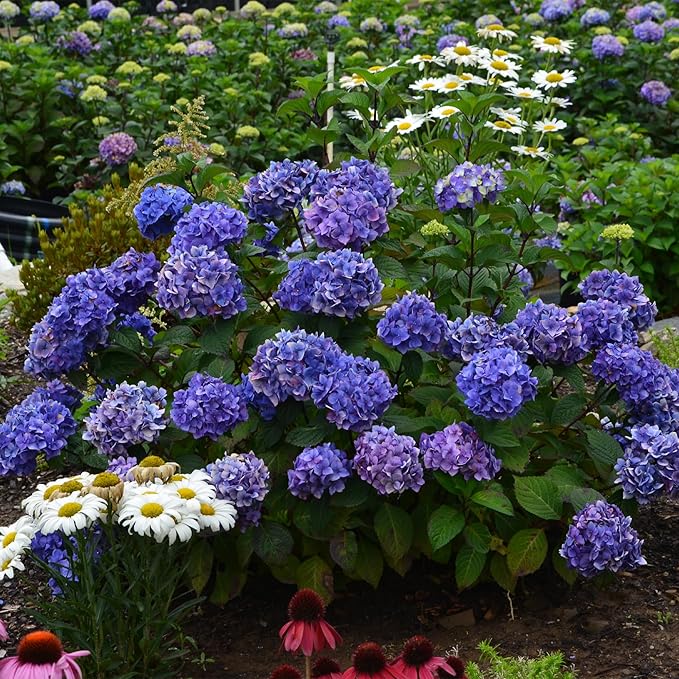 1 Gal. Endless Summer Bloomstruck Hydrangea