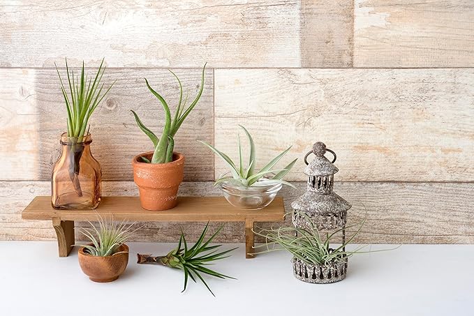 Tillandsia Air Plants Live Indoor Plants (50 Pack), Air Plants Bulk Party Favors or Wedding Favors Live Plants, Air Plant Lover Gifts, DIY Terrarium Kit, Air Succulents Plants Live by Plants for Pets