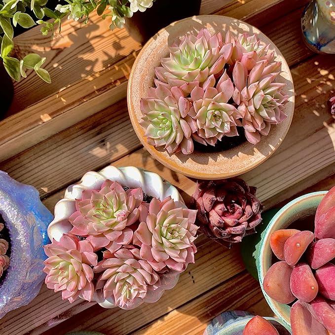 FWPP Succulents Live Echeveria Margaret,Pink Multi Headed Clustered Rare Plants,Bare Root Without Pot Soil,Indoor Live Succulent Plants are Suitable as Gifts and Decorations