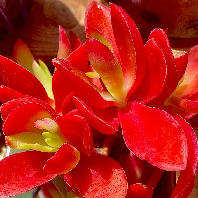 FWPP Crassula capitella 'Campfire' Live Succulent Plant in 3 Inch, Bright Red Leaves, Bare Root Without Pot Soil, Low Maintenance Houseplant, Great Gift for Plant Lovers & Home Decor