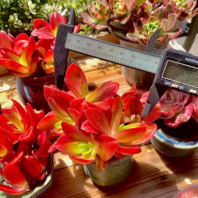 FWPP Crassula capitella 'Campfire' Live Succulent Plant in 3 Inch, Bright Red Leaves, Bare Root Without Pot Soil, Low Maintenance Houseplant, Great Gift for Plant Lovers & Home Decor