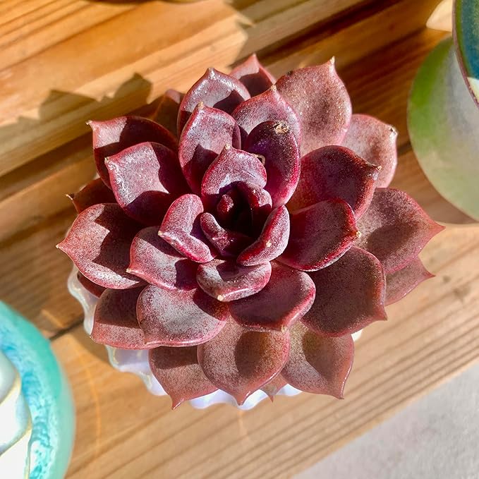 FWPP Live Succulents Plants Echeveria Black Mamba 3 inches,Rare Black Red Succulents Bare Root Without Pot Soil, Live Plants Indoor Office Decoration Wedding and Gift