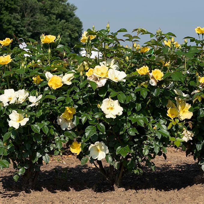 1 Gallon Knock Out Easy Bee-zy Rose Plant with Bright Yellow Flowers