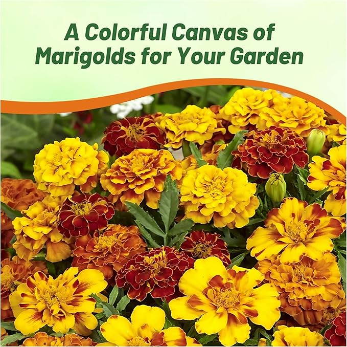 Outsidepride French Marigold Seeds Mix - 1/4 Lb. Annual, Compact, Heat & Drought Tolerant Flower Seeds for Planting w/Orange & Yellow Prolific Blooms, Ideal for Vibrant Pollinator Gardens