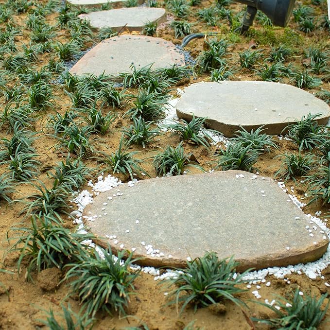 Anothera 6mm-8mm Succulent and Cactus Bonsai DIY Rocks, White Onyx, Gravel for Terrarium, Fairy Gardening, Top Dressing (3LB)
