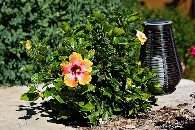 Fiesta Hibiscus Bush - Live Hibiscus Flowering Plant - Tropical Flower Plant - 1 Gallon Planter - Overall Height 10" to 14" - Tropical Plants of Florida (Plant Only)