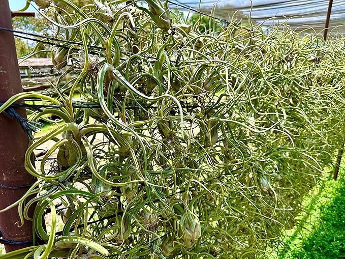 Air Plants - Flowering Tillandsia Caput Medusae, Large 5-7" - 1ct - Live Arrival Guaranteed - House Plants for Home Decor & Gift