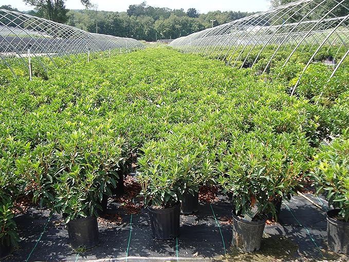 Kalmia LAT. 'Carousel' (Mountain Laurel) Evergreen, 2-Size Container, White w/Burgundy Flowers