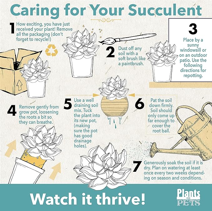 Zigzag Fishbone Cactus Plants Hanging Basket, Epiphyllum Plant, RIC Rac Cactus Plants Live Succulents Plants Live Houseplants, House Plants Indoors Live Indoor House Plants by Plants for Pets