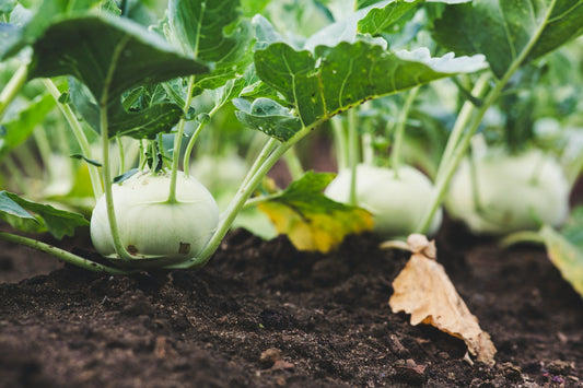 A Beginner’s Guide to Organic Vegetable Gardening