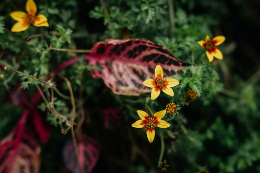 How to Create a Butterfly-Friendly Garden