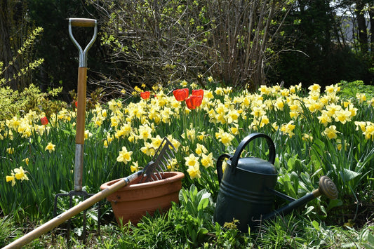 Essential Gardening Tools Every Beginner Needs