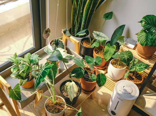 Year-Round Indoor Plants That Thrive With Minimal Care