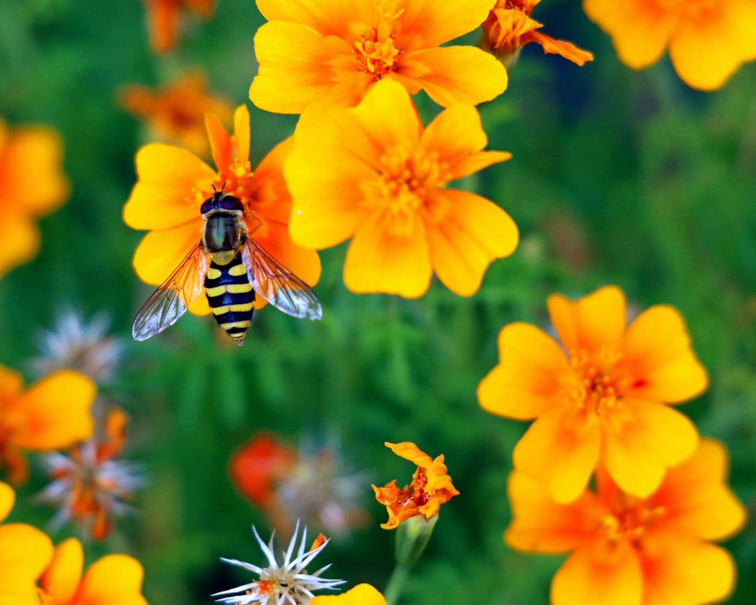 Attracting Pollinators: Flowers and Plants That Bees and Butterflies Love