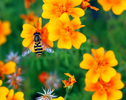 Attracting Pollinators: Flowers and Plants That Bees and Butterflies Love