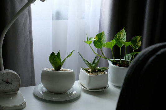Top Indoor Plants for Small Apartments