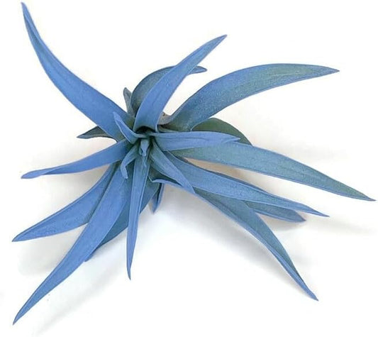 Colored Capitata Air Plant, Tillandsia, Airplant, Air Purification, House Plant, Home Decor & Gift, Live Plant (Light Blue)