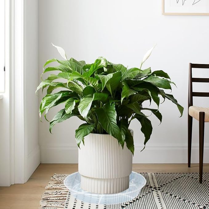 6 Pack Plant Saucer Drip Tray, 4 5 6 8 9 10 12 14 16 18 inch, Heavy Sturdy Plastic Planter Flower Pot Saucers for Indoor Outdoor Garden, Plant Water Drip Trays for pots Base (4", Clear)