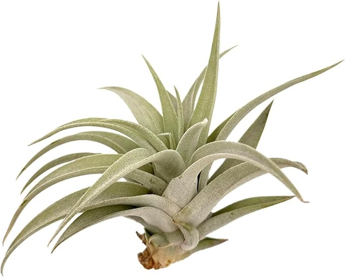 Air Plants - Flowering Tillandsia Harrisii, Large 3-5" - 2ct - Live Arrival Guaranteed - House Plants for Home Decor & Gift