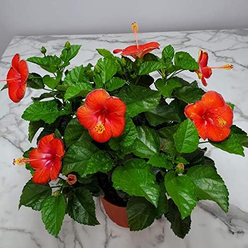 Hibiscus Plant Live - Hibiscus Bush - Red President - Overall Height 26" to 28" - Tropical Plants of Florida (Plant Only)…