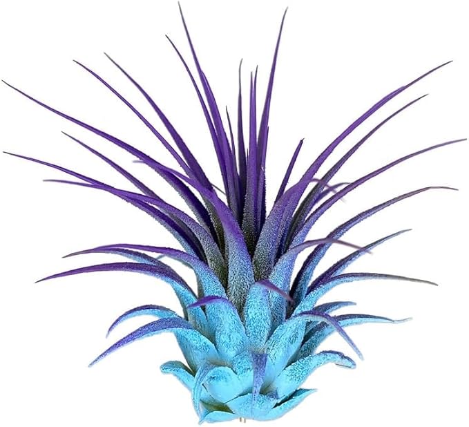 Rainbow 3 Pack, Ionantha Guatemala Tillandsia Air Plant, Live Airplant, Healthy Arrival Guaranteed, Great Indoor Plant, Home Decor & Gift