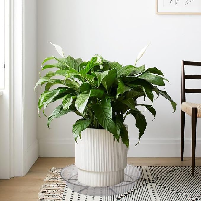 6 Pack Plant Saucer Drip Tray, 4 5 6 8 9 10 12 14 16 18 inch, Heavy Sturdy Plastic Planter Flower Pot Saucers for Indoor Outdoor Garden, Plant Water Drip Trays for pots Base (6", Grey)