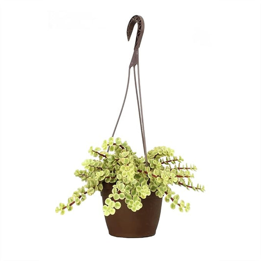 Variegated Portulacaria Afra Live Plants Indoor Plants, Succulents Plants Live Hanging Plants, Hanging Planter Basket Succulent Gift, Live Succulents Plants Live Houseplants by Plants for Pets