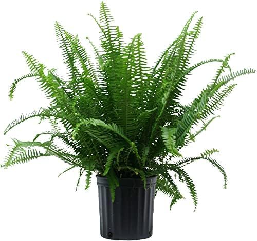 Costa Farms Kimberly Queen Fern, Live Indoor Plant, Houseplant in Grower Pot, 2-3 Feet Tall