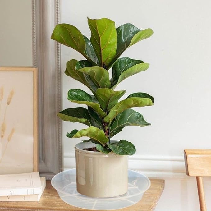 6 Pack Plant Saucer Drip Tray, 4 5 6 8 9 10 12 14 16 18 inch, Heavy Sturdy Plastic Planter Flower Pot Saucers for Indoor Outdoor Garden, Plant Water Drip Trays for pots Base (4", Clear)