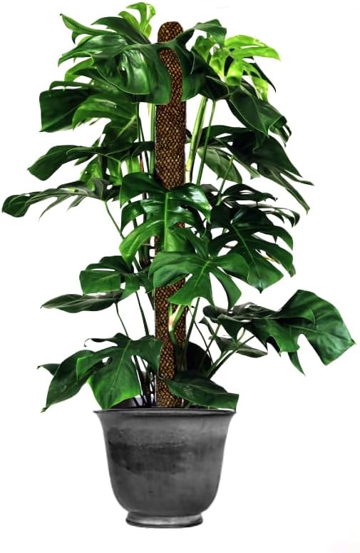 Mosser Lee Sphagnum Moss Pole for Indoor Plants, Monstera Moss Pole, Plant Pole Made in USA - Ideal for Climbing Plants, Enhances Plant Growth & Stability - 12" Height