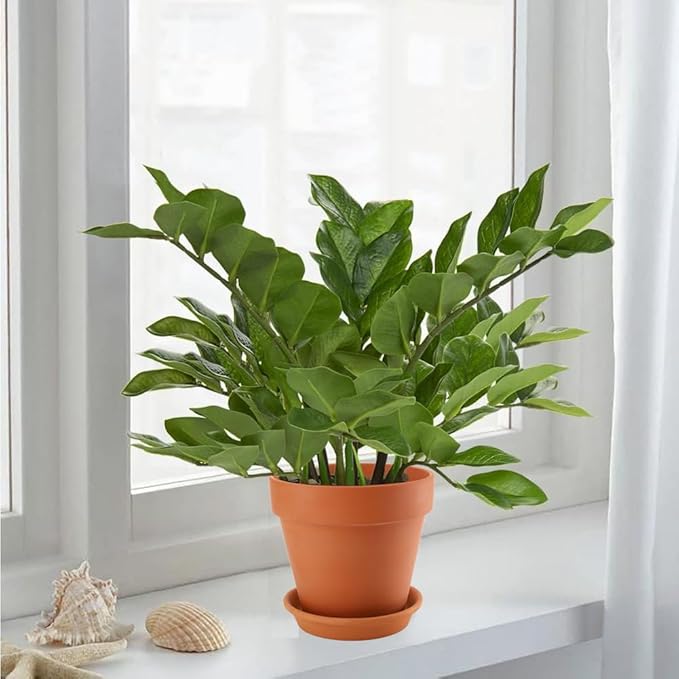 2 Pack Large Terracotta Pots with Saucer for Plants, 8 Inch Terra Cotta Plant Pot with Drainage Hole, Clay Flower Planter Pot with Tray for Indoor Plant