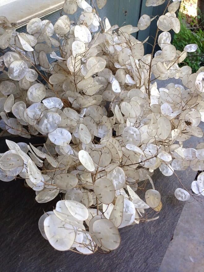 Money Plant Seeds - 150+ Count Packet - for 2024 Non GMO USA Lunaria Annual Honesty Silver Dollar Plant Wildflower Garden Flower