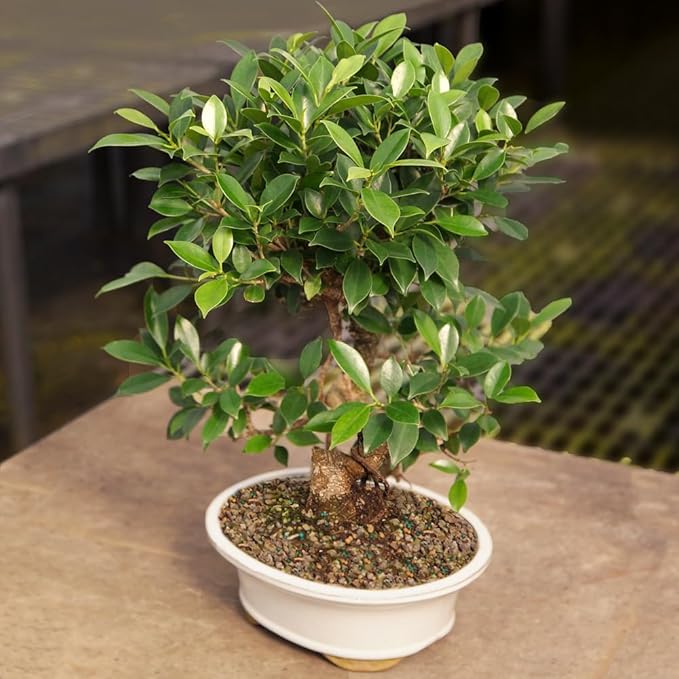 Brussel's Bonsai Live Golden Gate Ficus Indoor Bonsai Tree - Large, 10 Years, 16 to 20 In - Live Bonsai Tree in Ceramic Bonsai Pot