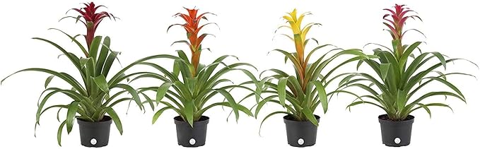 Costa Farms Blooming Bromeliad, Live Indoor Plant, Grower's Choice, Assorted Colors - Red, Pink, Orange, Yellow, Ships in 6-Inch Grower Pot, 2-Pack, Fresh From Our Farm